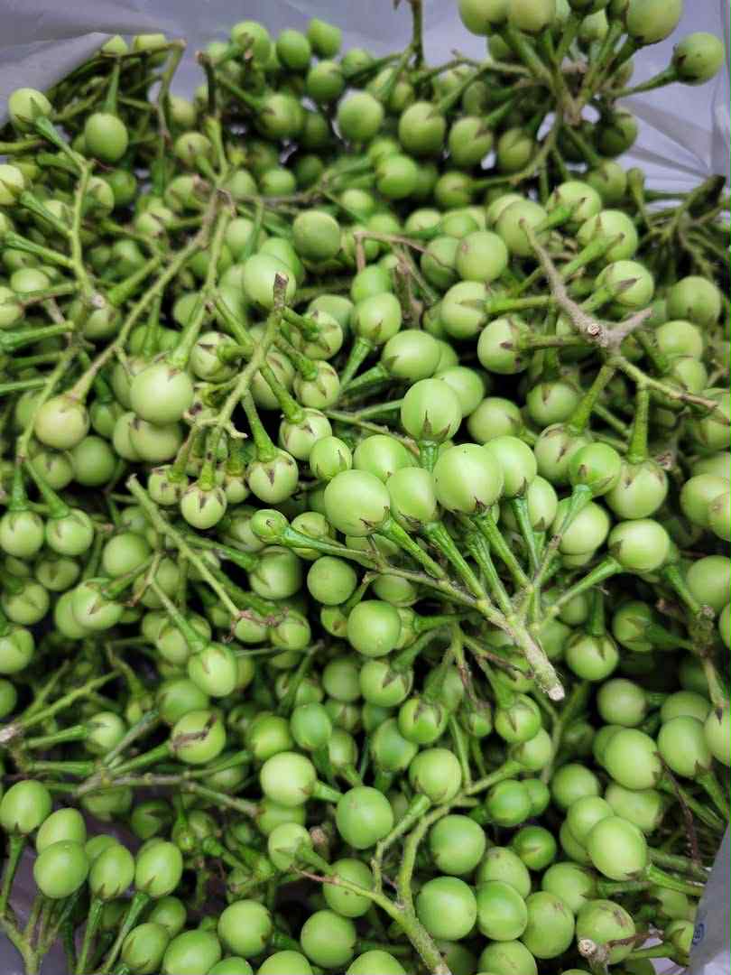 bitter fruit ခရမ်းကဇော့သီး