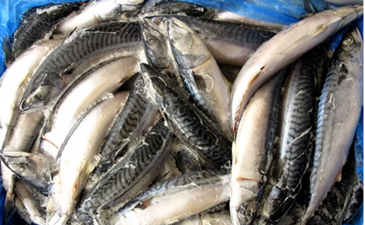 Atlantic Mackerel - ငါးကွင်းရှပ်