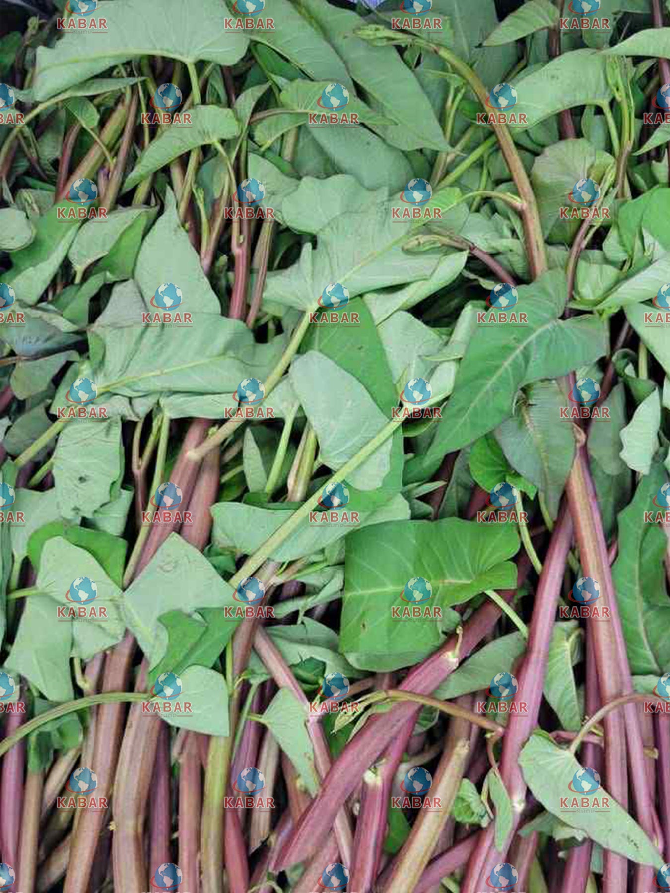 ကန်းဇွန်းရွက်