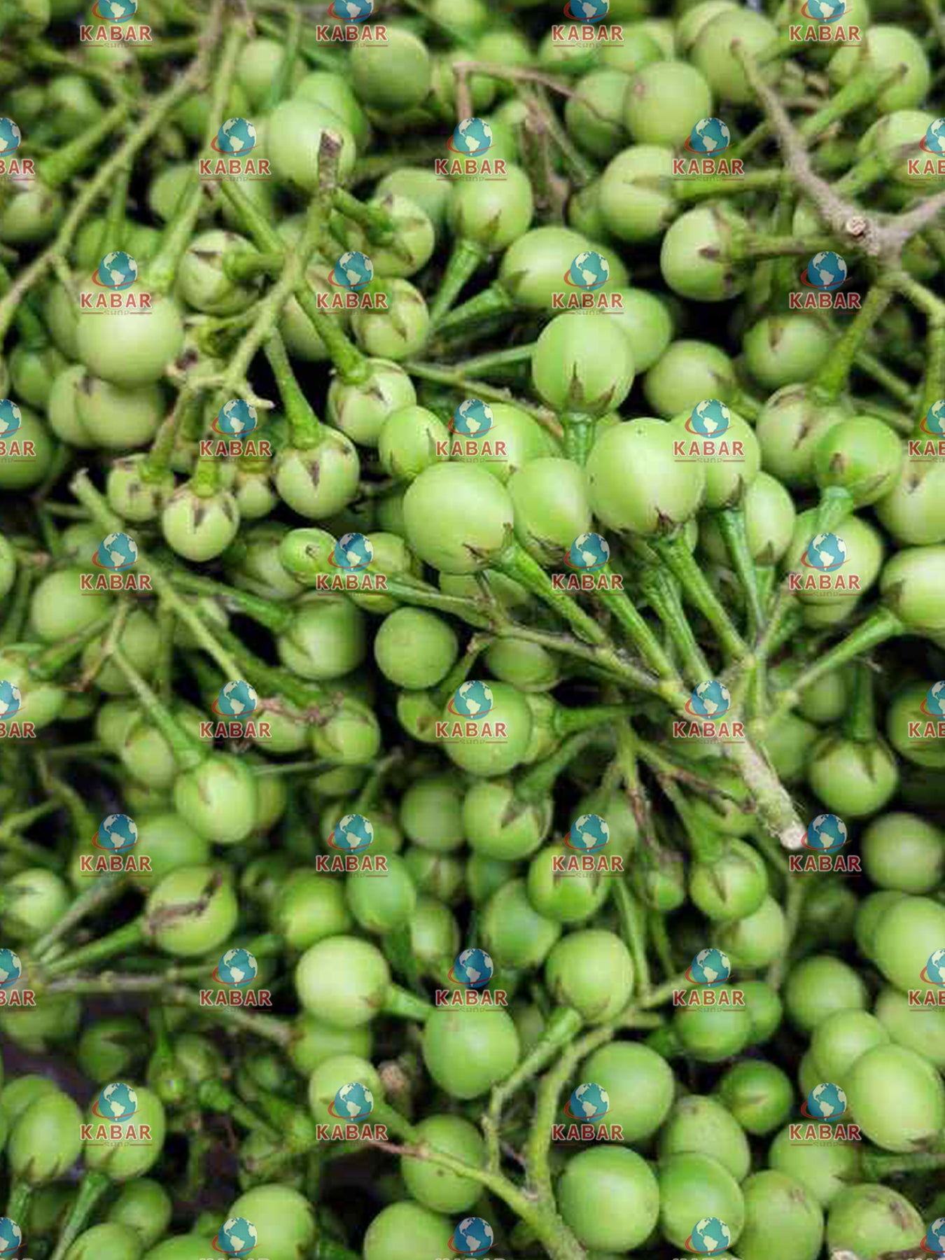 ခရမ်းကဇော့သီး