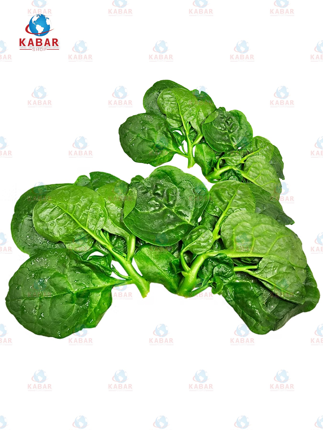 Vietnamese Spanich ဆလပ်ရွက်တစ်မျိုး (1 lb)