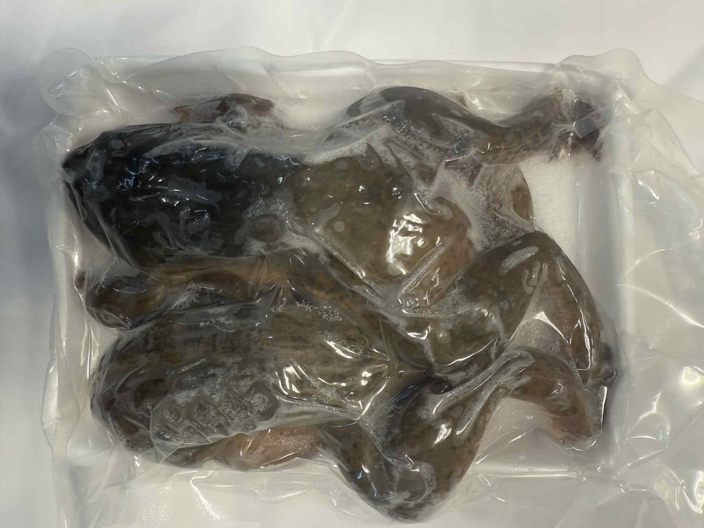 Two frogs- ဖားနှစ်ကောင်တွဲ