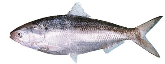 Hilsa- ငါးသလောက်