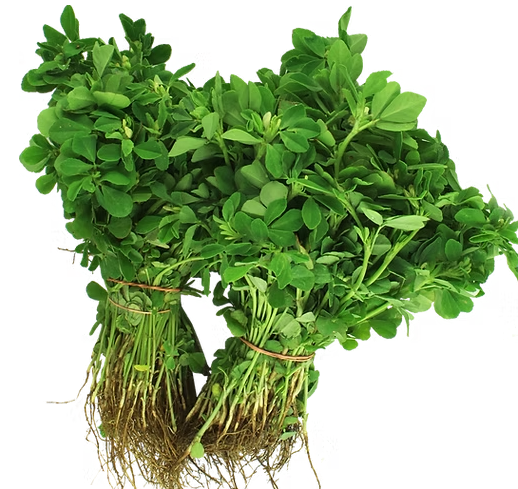 Menthy leaves မန်သီအရွက် 24 pcs