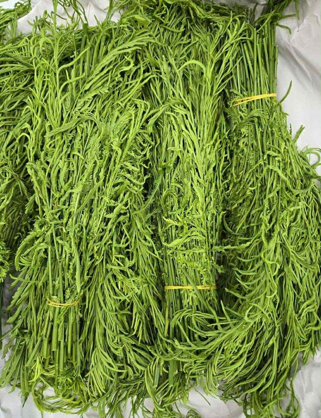 Sa Om Mint (Sue Pout leaves) ဆူးပုတ်ရွက် (3/10lb)