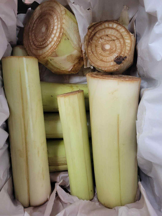 Banana tree ငှက်ပျောပင် (40lb)