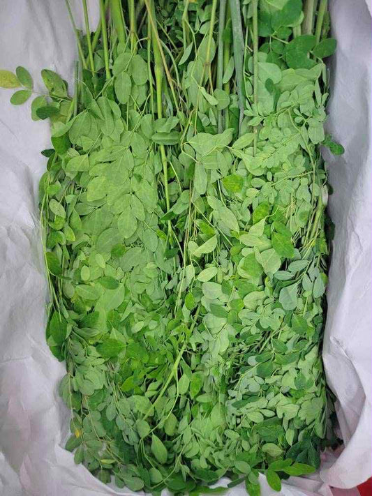 Malongai leaves ဒန့်ဒလွန်ရွက် (10lb)