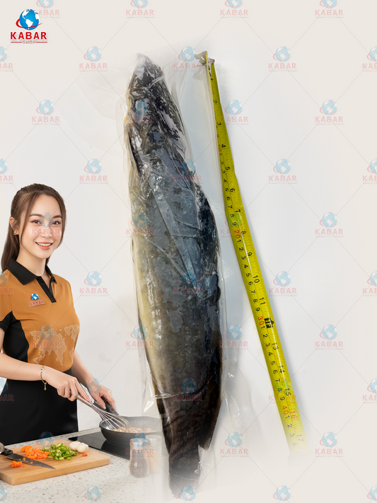 head-on catfish ငါးခူ 30lb
