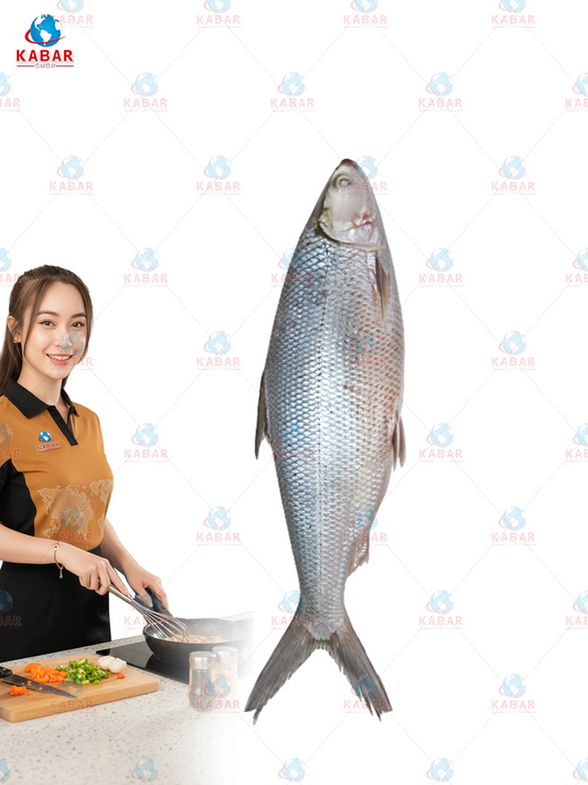 milk fish ငါးသလောက်တစ်မျိုး (600-800)/ 800 Up 40lb