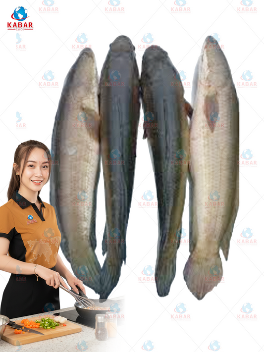 whole mudfish 800z+ ငါးရံ့ 33 lb