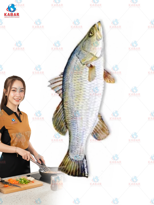 white baramudi (kakadat)/ 40lb ငါးသဒိုက်
