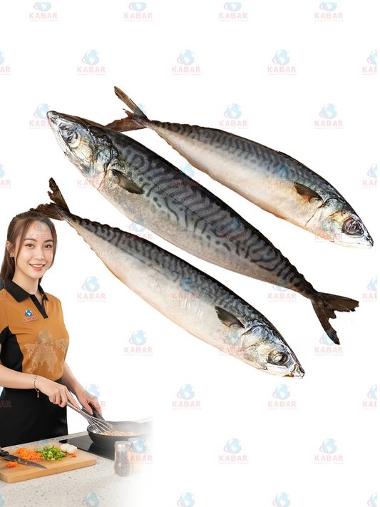 Scad-Round   အဝိုင်းငါး 10* 2lb