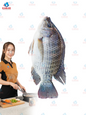TILAPIA FISH  550-750 ဆလားဗီးယား 40lb