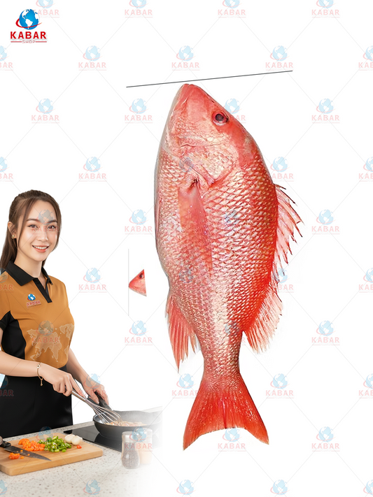 red scarlet snapper ငါးပါးနီ 10lb 22lb