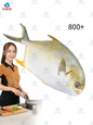 Golden pompano  800+ ငါးဝိုင်း 40lb