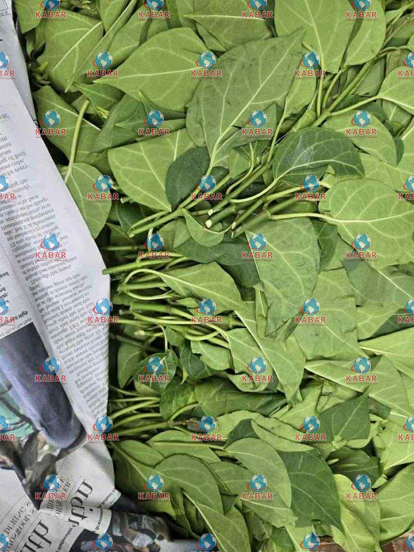 ဂွေးတောက်ရွက်