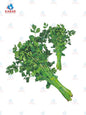 Chinese Celery တရုတ်နံနံ ( 20- 25 lb)