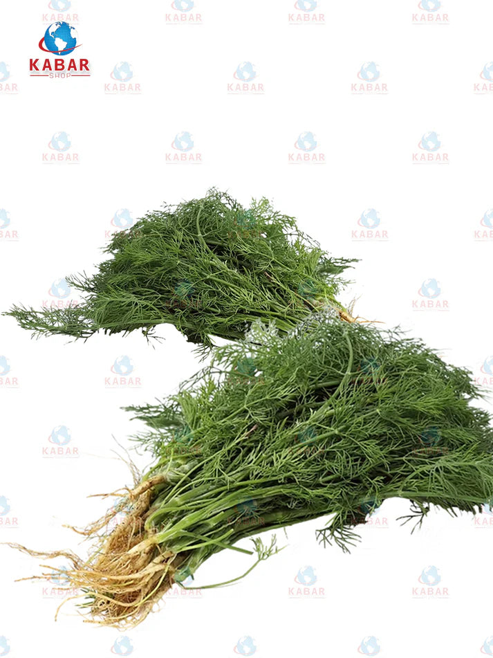Dill Herb plant မရစ်ပင် 24 pcs/ 48 pcs