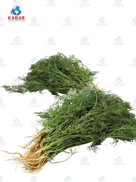 Dill Herb plant မရစ်ပင် 24 pcs/ 48 pcs