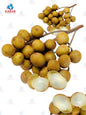 Longan စဉ်းစားသစ်သီး 10-15 lb